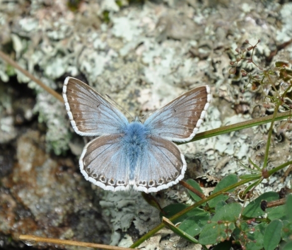 Plebejus argus? - No, Polyommatus coridon (maschio)